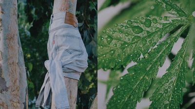 Hemp leaf and sustainable coton jeans