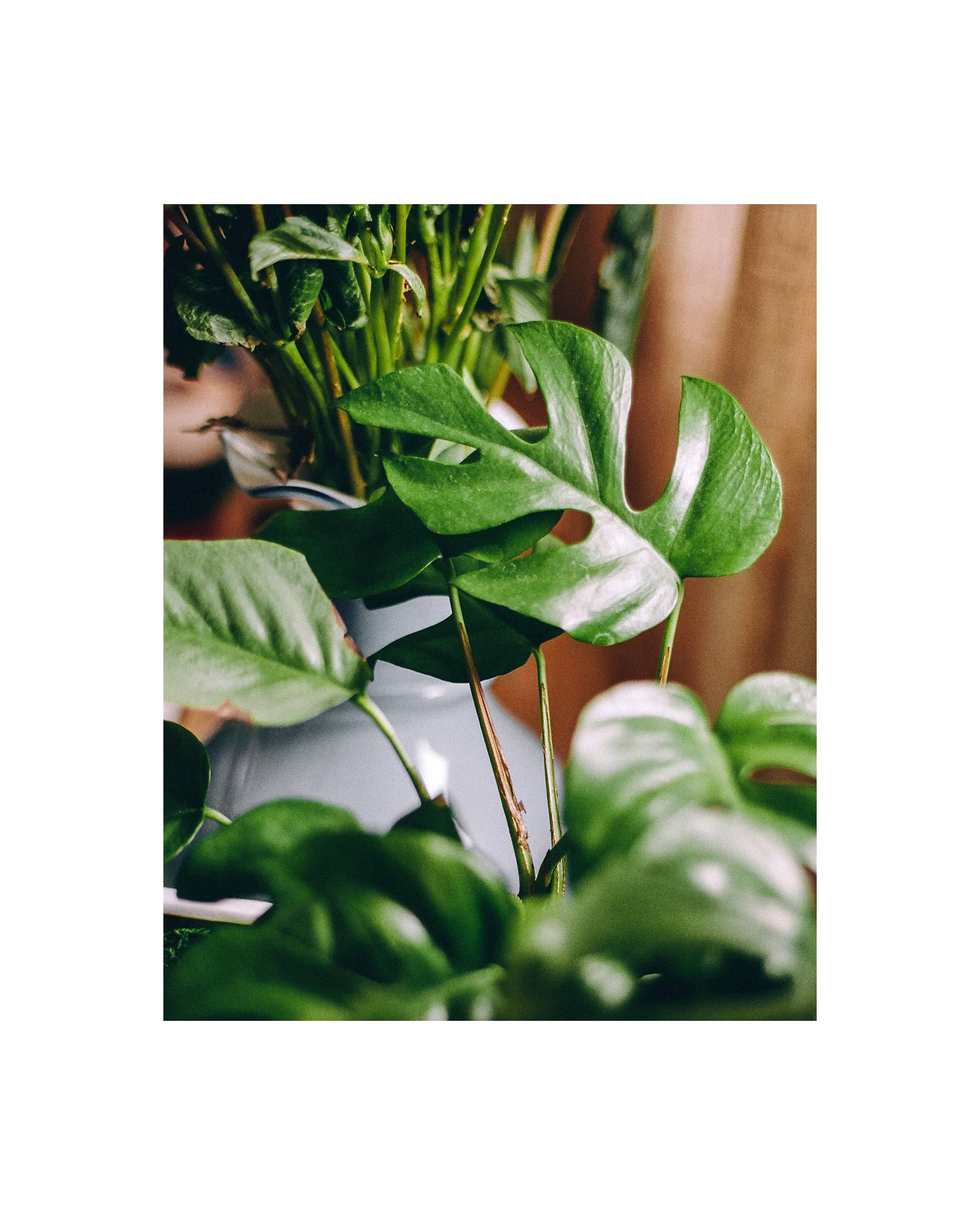 Image of house plants with a focus on a green monstera leaf.