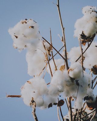 A Cotton Plant