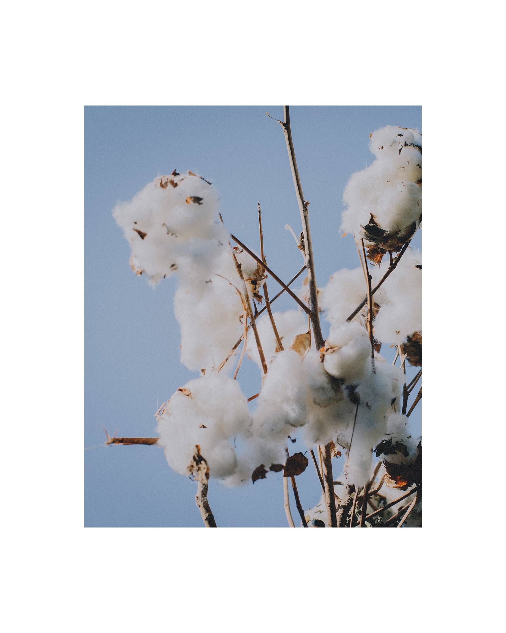 A Cotton Plant