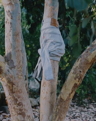 Levi jeans tied around a tree trunk