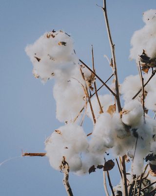 cotton