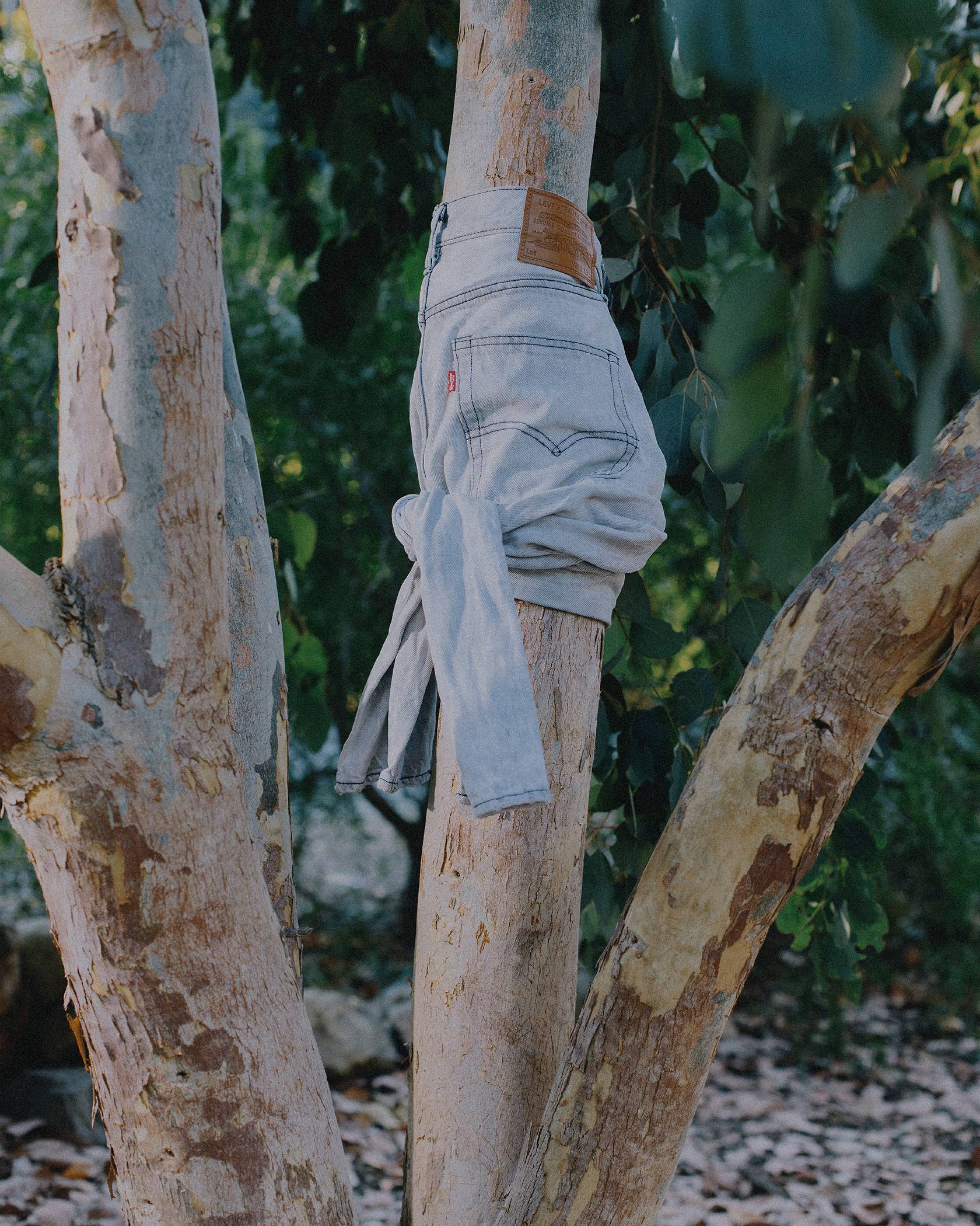 jeans hanging in a tree