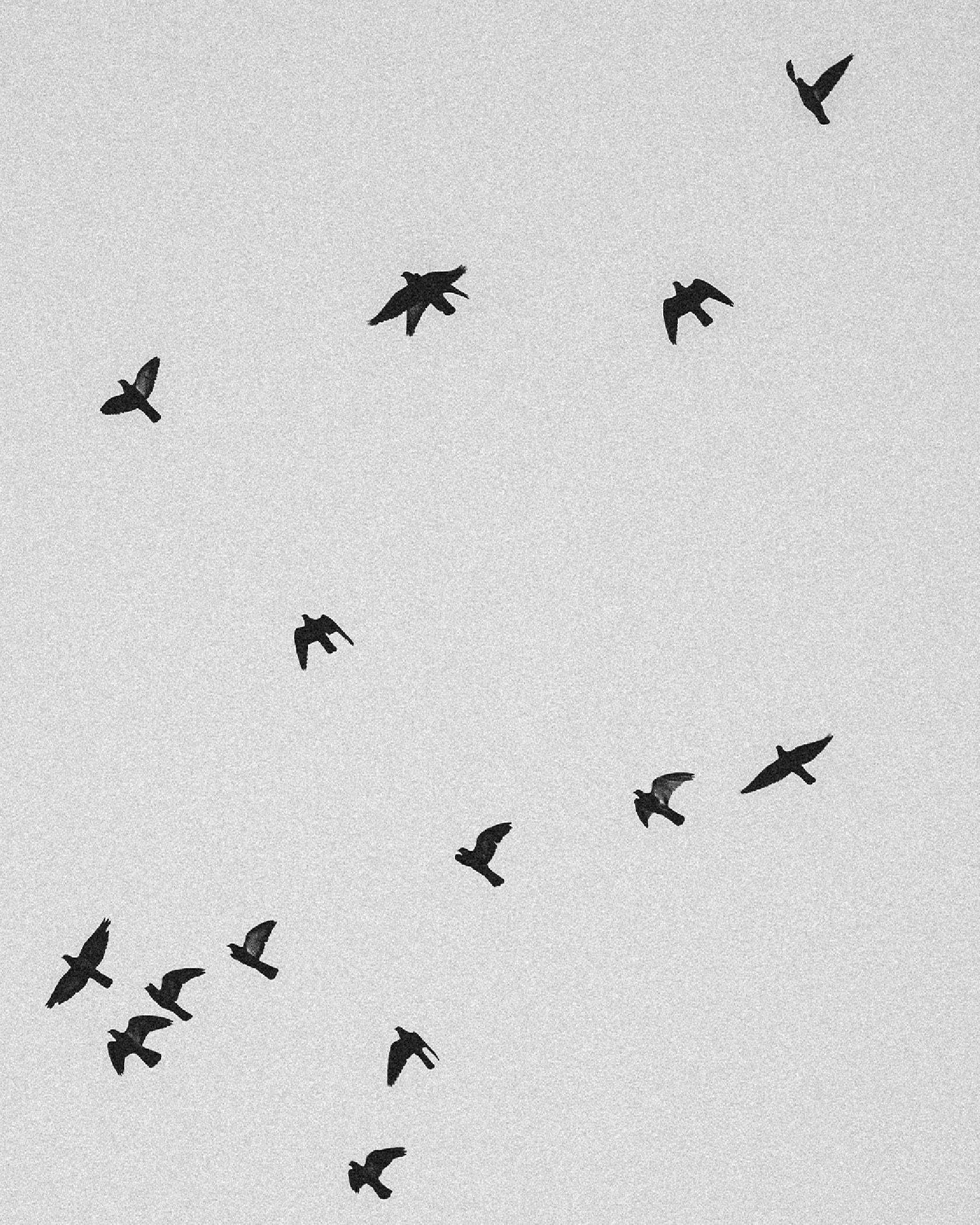 A black and white photo of birds flying in the sky.