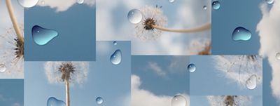 Several photos of the sky with Dandelions placed together and overlaid with water droplets