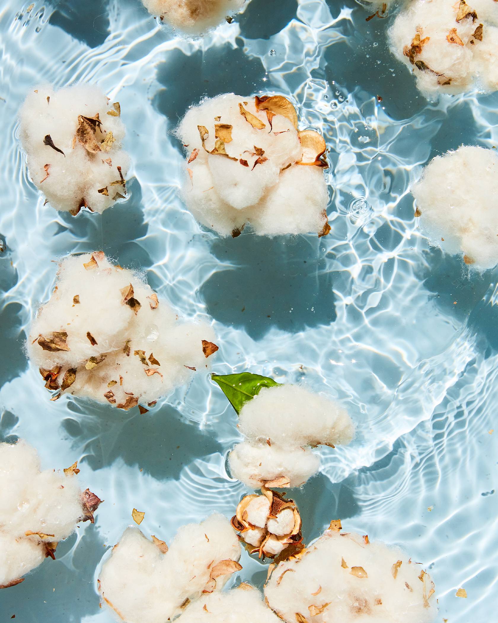 White cotton plant blossoms floating on a bright blue clear water
