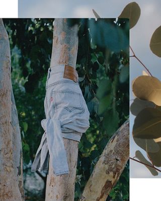Levi's jeans tied around a tree trunk