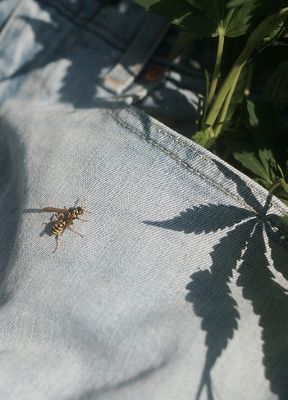 A bee on jeans in the grass