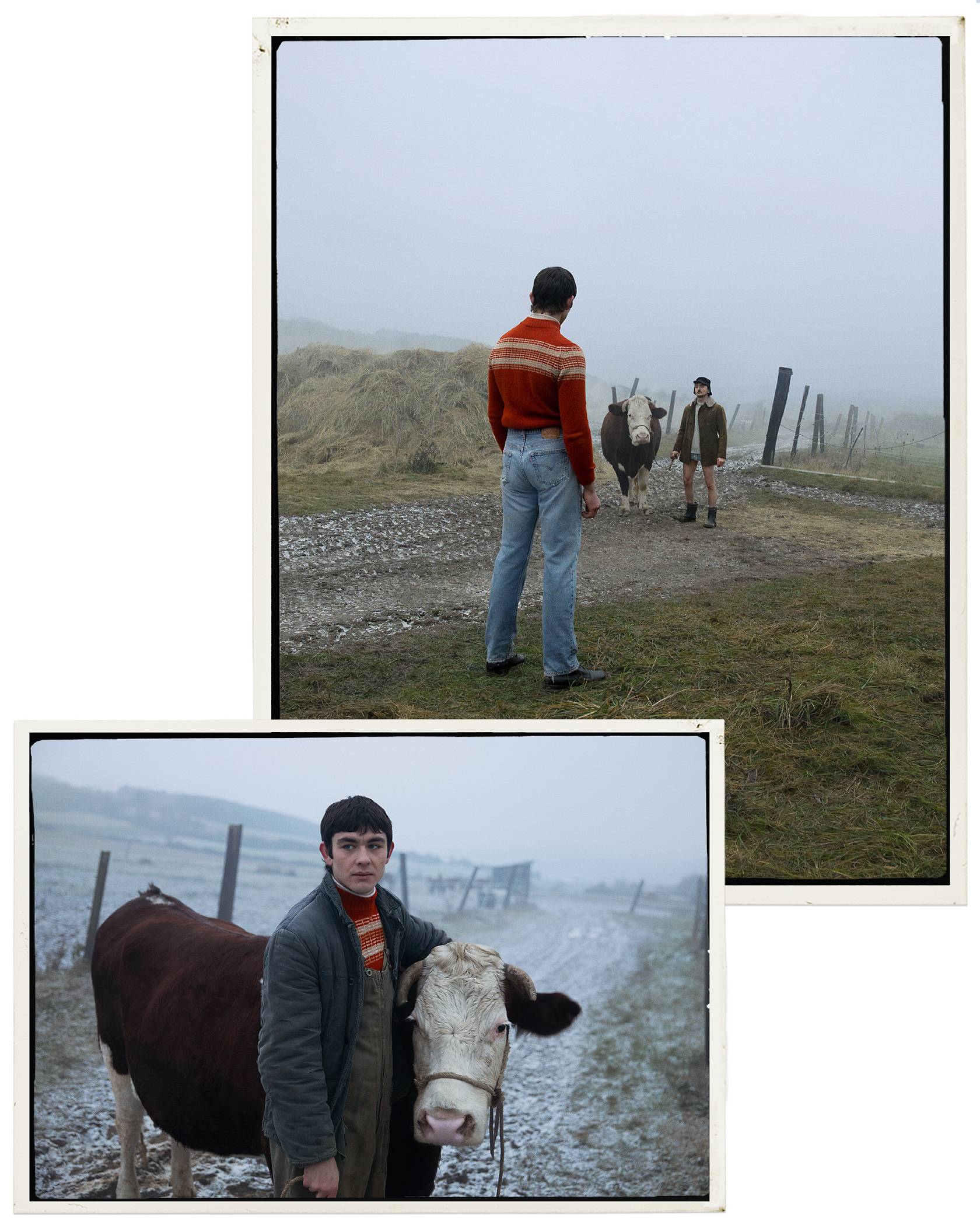 Collage of pictures showing a person wearing Levi's jeans outside with a cow.