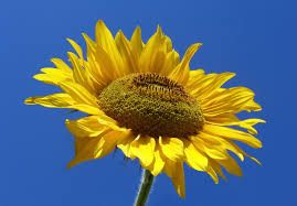 test259